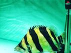 3 Bar Indo Tiger Fish