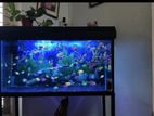 3 Feet Fish Tank