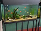 3 Feet Fish Tank With Stand
