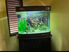 Fish Tank with Accessories