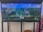 3 Feet Tank