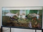 3 Feet Tank with Fish