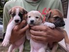 3 Female Puppies for Kind Home