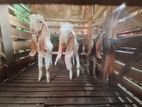 Jamunapary Goats