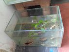 3 Fish Tank