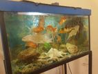 3 Fish Tanks with Fishes and All Accessories