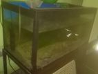 3 Foot Fish Tank