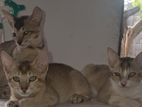 Kittens Looking for Kind Home