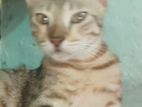 3 Friendly Kittens Looking for a Home