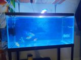 3 Ft 18 inch Fish Tank