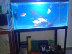 3 Ft 18 Inch Fish Tank