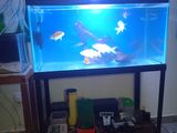 3 Ft 18 Inch Fish Tank