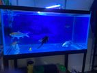 3 Ft Fish Tank with Stand