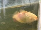 3 giant gourami, 2 Iridescent Shark Catfish, 1 glass cleaner