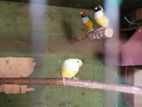 3 Gouldian birds