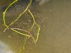 3 Gurami ගුරාමි 3k සහ Queen Fish Set