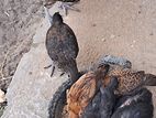 Farm Hens