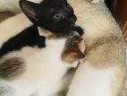 3 Kittens for Kind Home