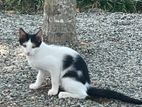 Kittens for Kind Home