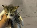 Kittens for Kind Home