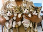 3 Kittens for Kind Home