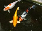Koi Fishes