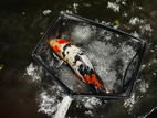 3 Koi Fish