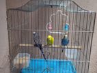 3 Love Birds with Cage