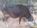 Farm Cow