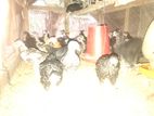 3 மாத ஊர்க்கோழிக்குஞ்சு