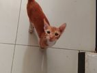Cat for Kind Home