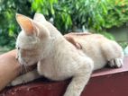 Kittens for Kind Home