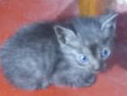 3 Mixed Persian Kittens for Kind Home