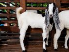 Female Jamunapari Goat