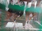 3 Month chick sale