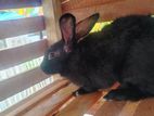Rabbit