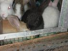 Rabbits