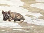 3 month old cat for kind homes