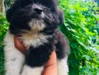 3 Month Old Shih Tzu Puppies