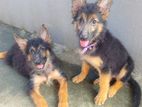 3 Months Old Ckc Registered Female German Shepherd Puppies