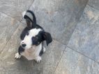 3 Months Old Puppy for Kind Home