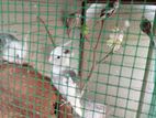 3 Pairs Of Cockatiel Birds With Cage