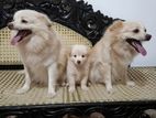 Pomeranian Dogs