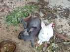 Rabbits