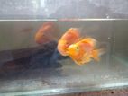3 Red Parrot Fishes