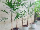 3 Rhapis Palm Plants