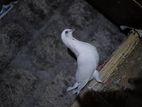 3 Suthu Bare Pigeon