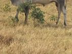 Farm Cow