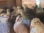 Quail Chicks