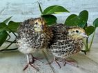 3 Week Quail Chicks